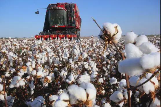 亮态度，显底气！H&M“碰瓷”惹众怒，中国纺企力挺新疆棉花！